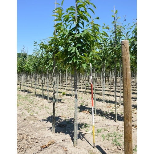 Äkta kastanj - Castanea sativa - Stammens omkrets 14-16 cm, höjd 3,5-4 meter, HS,